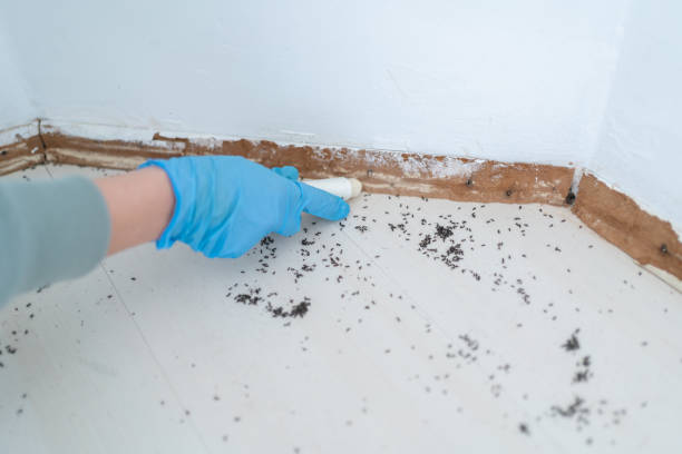 Best Mosquito Control Services  in Madison, MN
